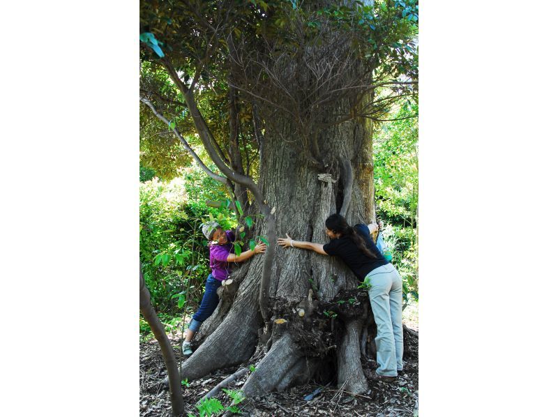 【東京・三宅島】離島ならではの自然を満喫！「ネイチャーガイド半日ツアー」宿への無料送迎ありの紹介画像