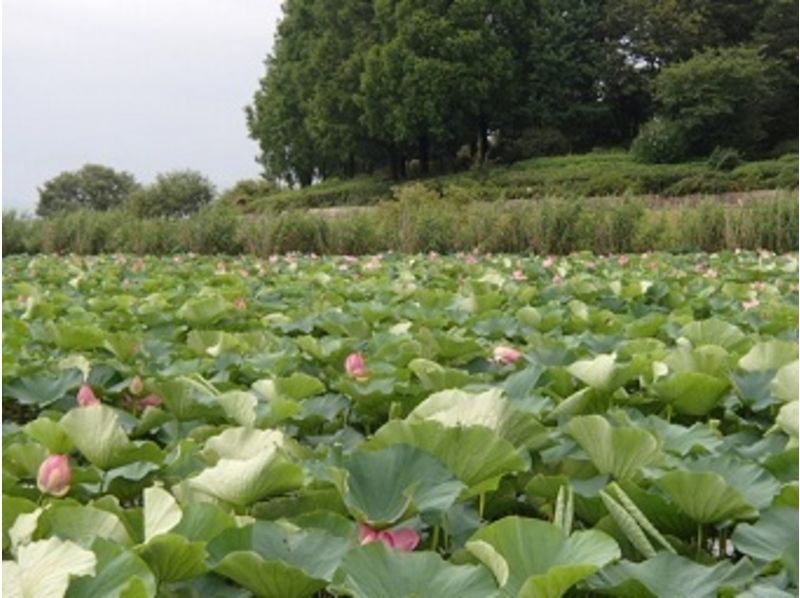 [Shiga Lake Biwa] Hanami course of lotus flowers going to see in the SUPの紹介画像