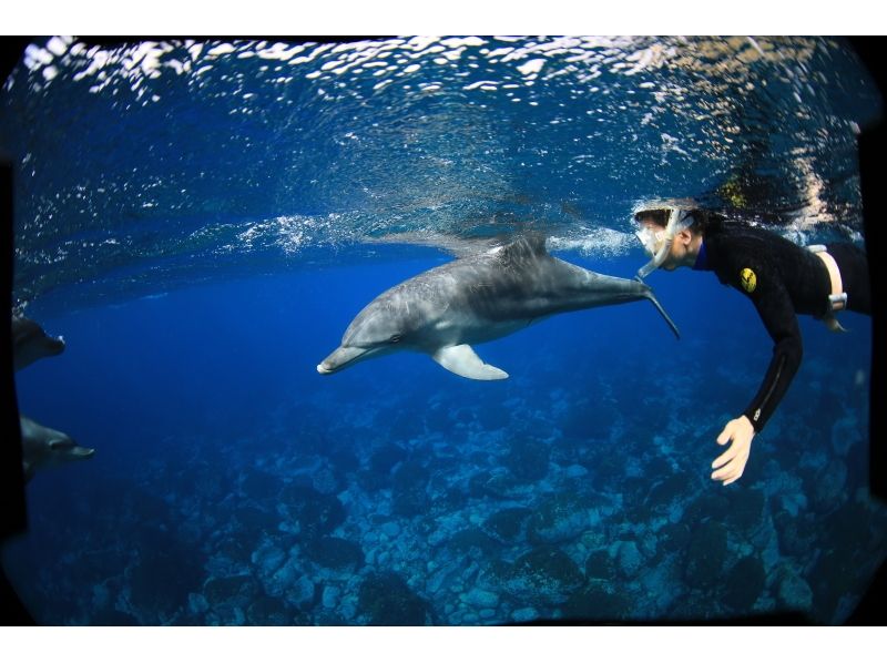 [東京都·三宅島】大群海豚！從三宅島出發海豚游泳の紹介画像