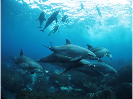 Tokyo, Miyake Island] dolphin lovers large set! Dolphin swim to go