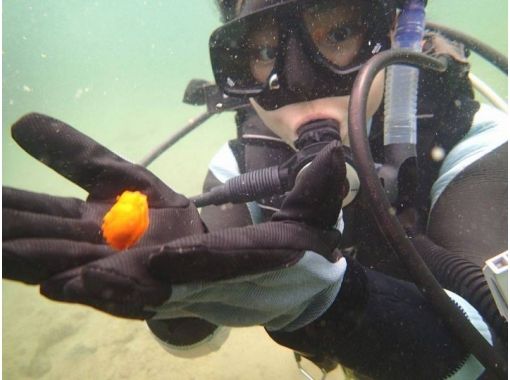 香川 瀬戸内海 Padiオープンウォーターダイバーコース ライセンス習得 アクティビティジャパン 香川 瀬戸内海 Padiオープンウォーターダイバーコース ライセンス習得 アクティビティジャパン