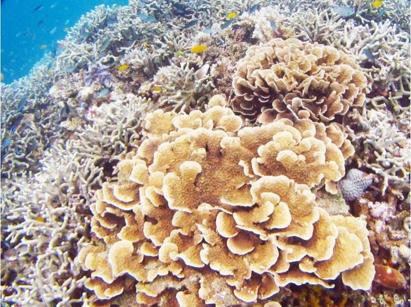 【沖縄・石垣島】国内ダイビングエリア人気No.１・キレイな石垣島でのんびり潜ろう！！　☆2ダイブ☆の紹介画像