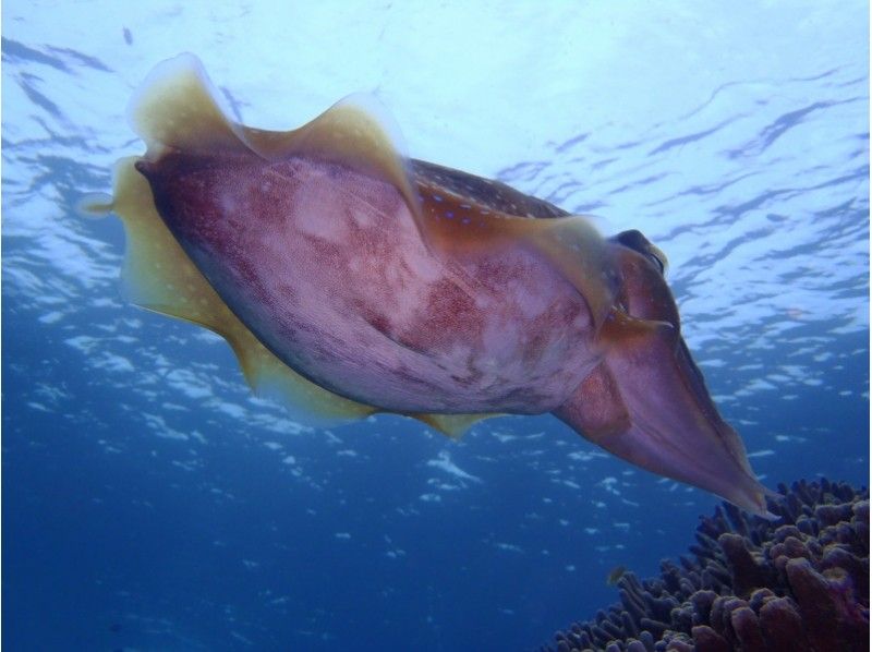 【沖縄・石垣島】国内ダイビングエリア人気No.１・キレイな石垣島でのんびり潜ろう！！　☆2ダイブ☆の紹介画像