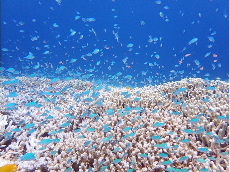 【沖縄・石垣島】国内ダイビングエリア人気No.１・キレイな石垣島でのんびり潜ろう！！　☆2ダイブ☆の紹介画像