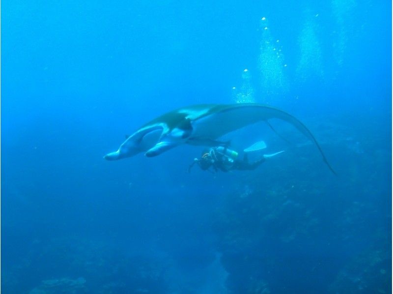 [Okinawa ・ Ishigaki island]Japan Diving area Popular No. 1 · Beautiful Ishigaki island Let's dive in plenty! ! ☆ 3 dives ☆の紹介画像