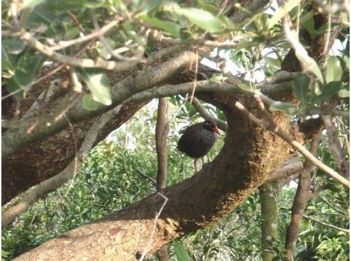 沖縄 やんばる 山原 観光ツアー 世界自然遺産を満喫するおすすめアクティビティ レジャー 体験 遊び アクティビティジャパン