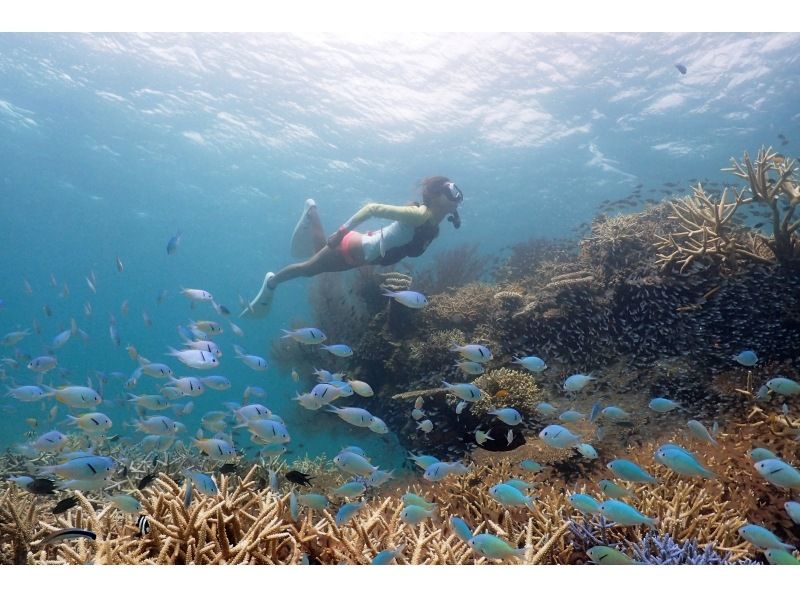 Enjoy your summer vacation to the fullest! [Departing from Ishigaki Island - Disbanding at Taketomi Island] Small group size for peace of mind! Skin diving on the uninhabited island and beautiful ocean you've always dreamed of! (Half-day course)の紹介画像