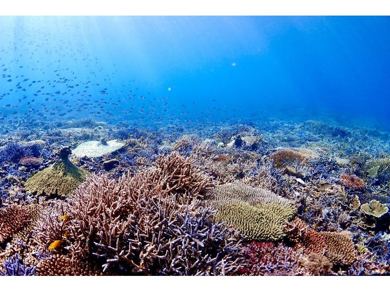 Enjoy your summer vacation to the fullest! [Departing from Ishigaki Island - Disbanding at Taketomi Island] Small group size for peace of mind! Skin diving on the uninhabited island and beautiful ocean you've always dreamed of! (Half-day course)の紹介画像
