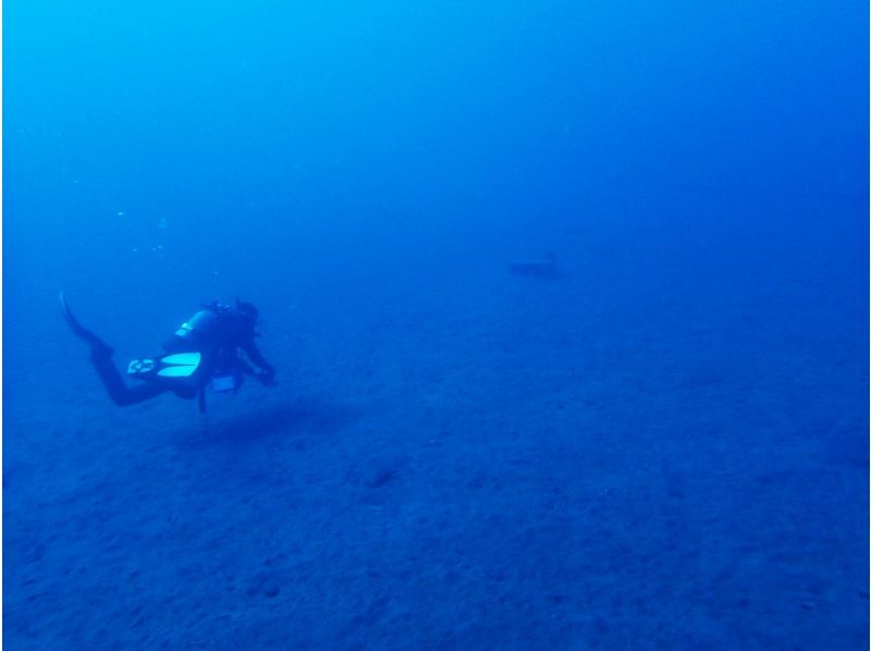 [爱知/名古屋] PADI开放水域潜水员[执照取得海葵课程の紹介画像