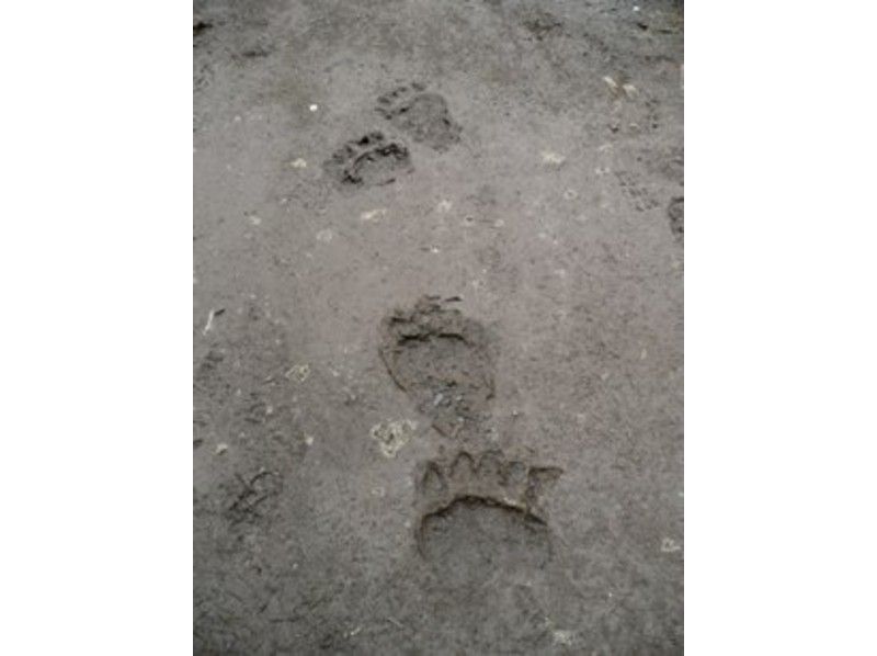 【北海道・知床】夏プログラム一番人気！知床五湖ガイドツアー ～世界自然遺産・知床の森を散策～の紹介画像