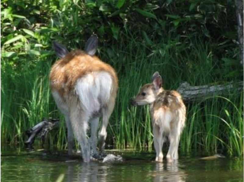 【北海道・知床】夏プログラム一番人気！知床五湖ガイドツアー ～世界自然遺産・知床の森を散策～の紹介画像