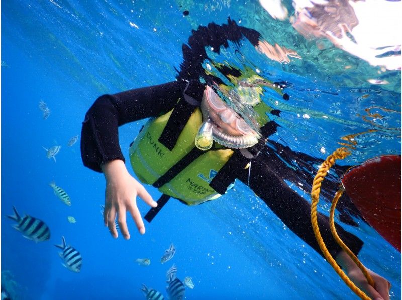 【沖縄・那覇】ウミガメに会えるかも？ケラマでシュノーケリングの紹介画像