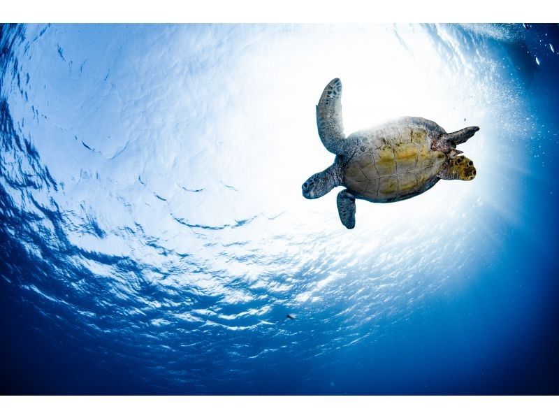 【沖縄・那覇発】慶良間諸島シュノーケリング｜初心者大歓迎｜1名様で参加OK｜器材レンタル付の紹介画像