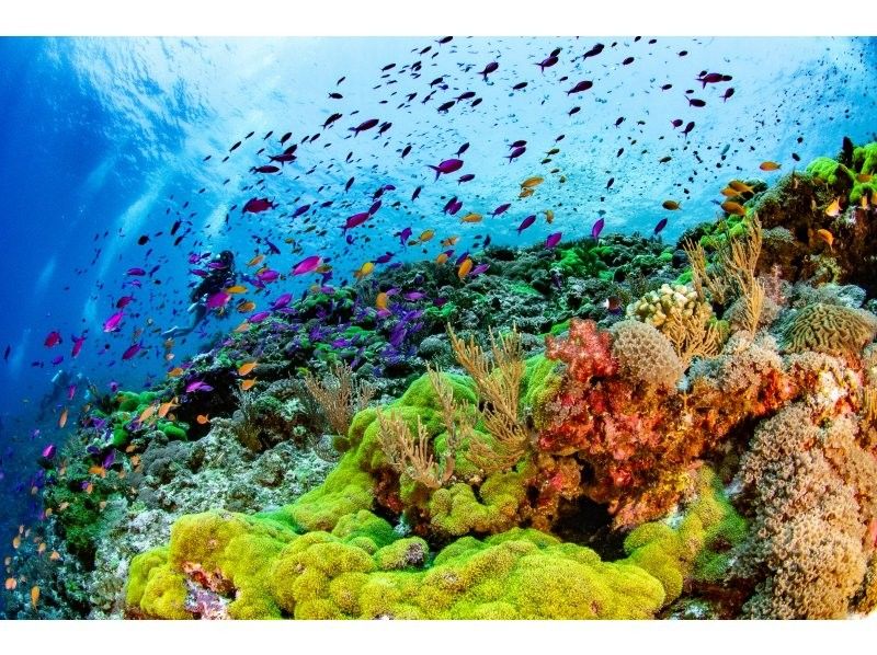 【沖縄・那覇発】慶良間諸島シュノーケリング｜初心者大歓迎｜1名様で参加OK｜器材レンタル付の紹介画像