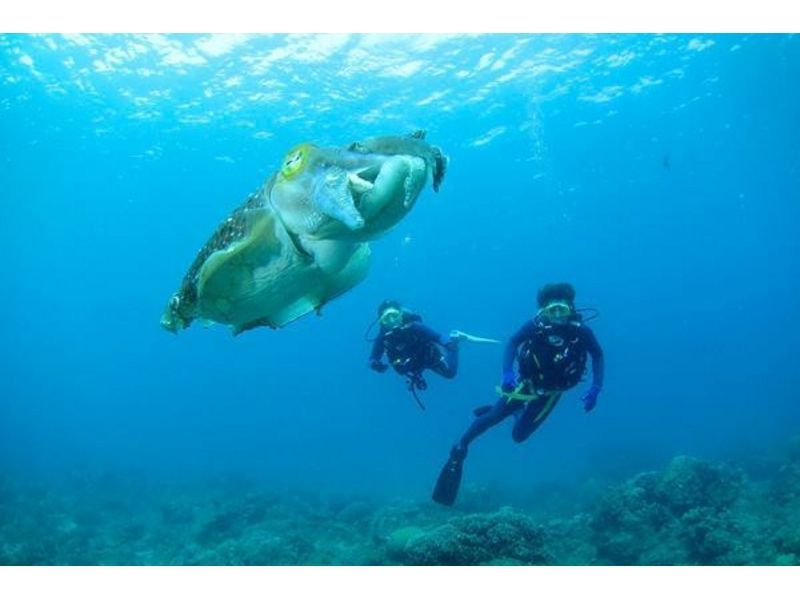 【 鹿儿岛 ·奄美大岛】 深潜点享受很多奄美大岛！范深潜の紹介画像