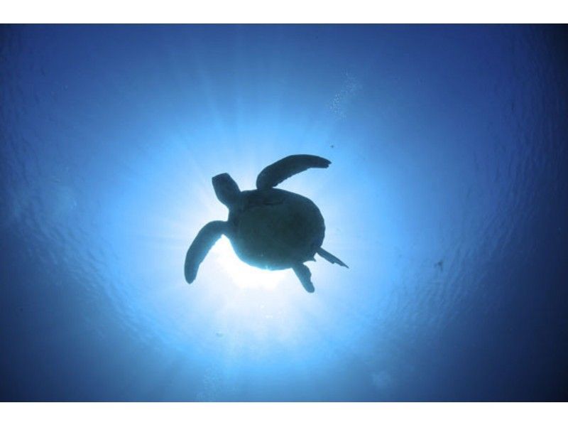 【 鹿儿岛 ·奄美大岛】和白天不同的奄美海绕行！ 夜间深潜の紹介画像