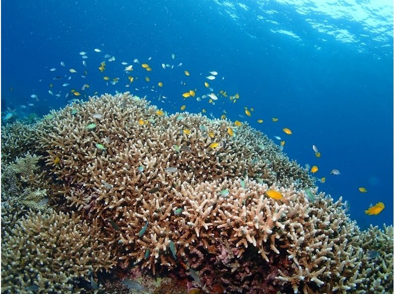 【沖縄 石垣島】綺麗な海で手軽に水中観察を楽しめるシュノーケリング1日プラン【ランチ付き】の紹介画像