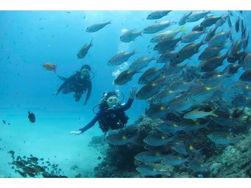 【 鹿儿岛 ·奄美大岛】即使是初学者也很安全！让我们享受奄美大海吧！体验深潜の紹介画像