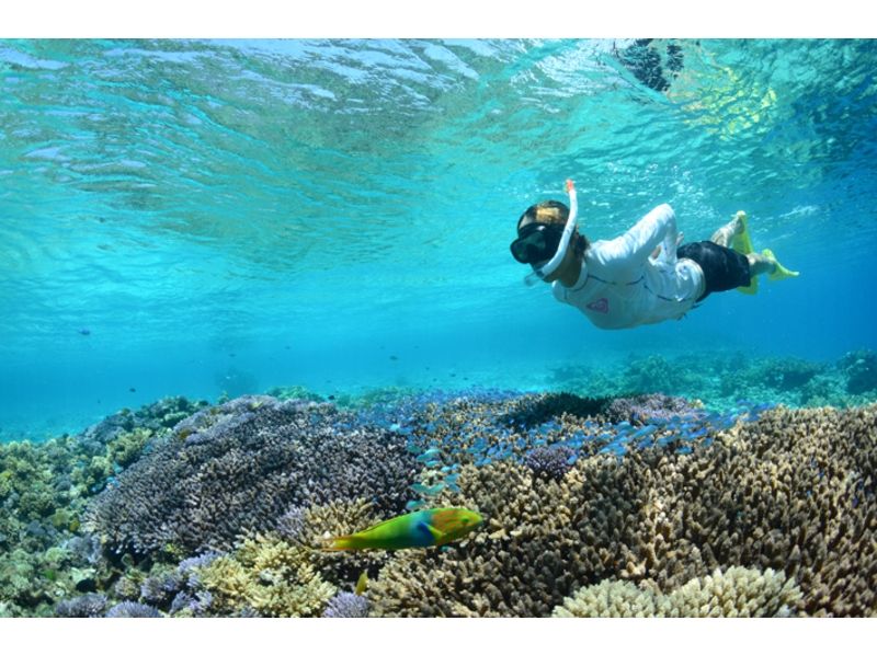 [ 오키나와 · 게 라마] 산호초와 바다 거북 투어 3.5 시간 [보트 스노클링]の紹介画像