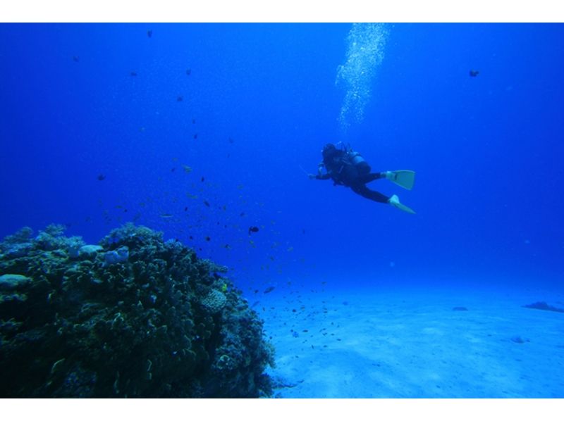 [沖繩慶良間]體驗潛水（沙灘項）の紹介画像