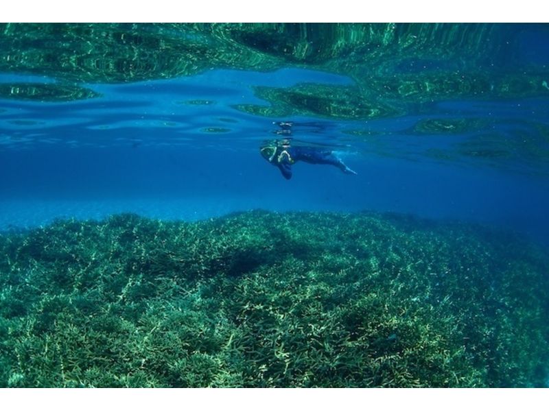 [鹿兒島奄美大島]高透明度享受美麗的大海浮潛の紹介画像