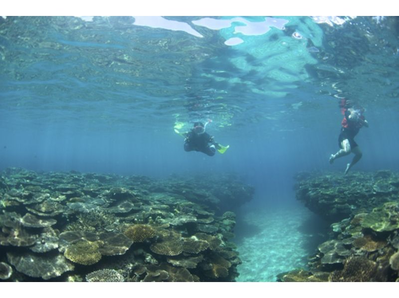 【 鹿儿岛 ·奄美大岛】在美丽清澈的海水中享受浮潜の紹介画像