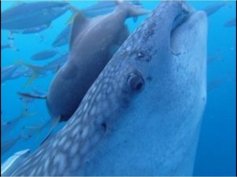 [โอกินาวา Onna] ฉลามวาฬและเกาะรองเท้าแตะประสบการณ์ที่ทำด้วยมือแน่นอนの紹介画像