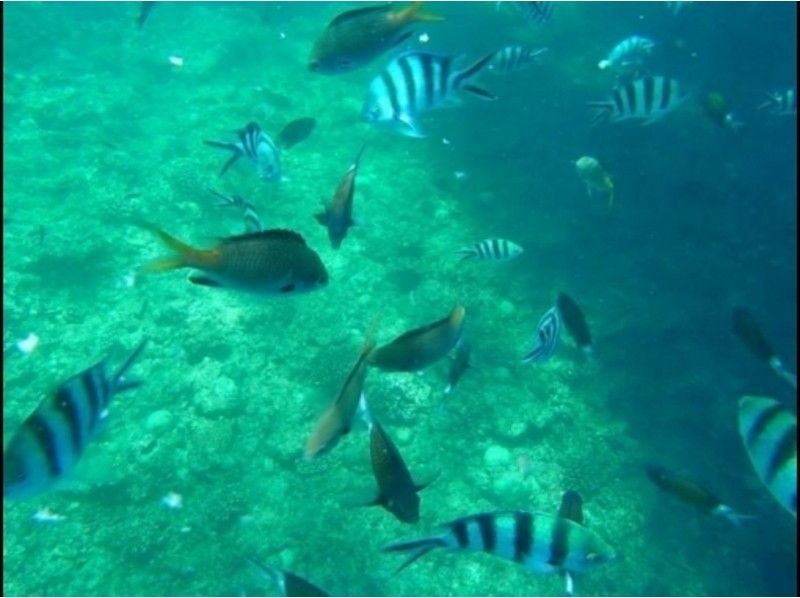 【沖縄・恩納村】熱帯魚ファンダイビング＆島ぞうり手作り体験セットコースの紹介画像