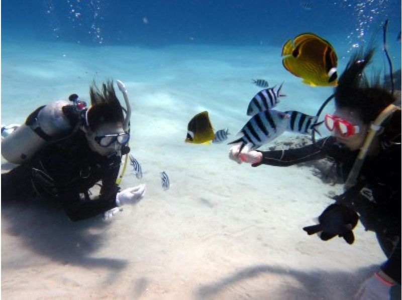 [Weekday Limited] AM or PM half-day Boating experience Diving 【Chibishi Islands】の紹介画像
