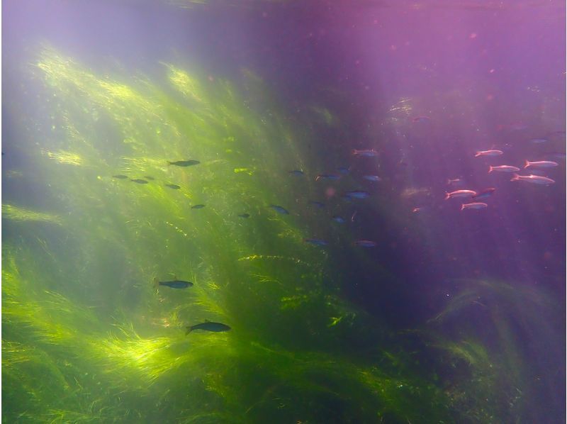 [Hokkaido Lake Shikotsu] National Park Snorkel Tour (Spring / Summer / Autumn) Participation from elementary school students OK / Tour photo giftの紹介画像