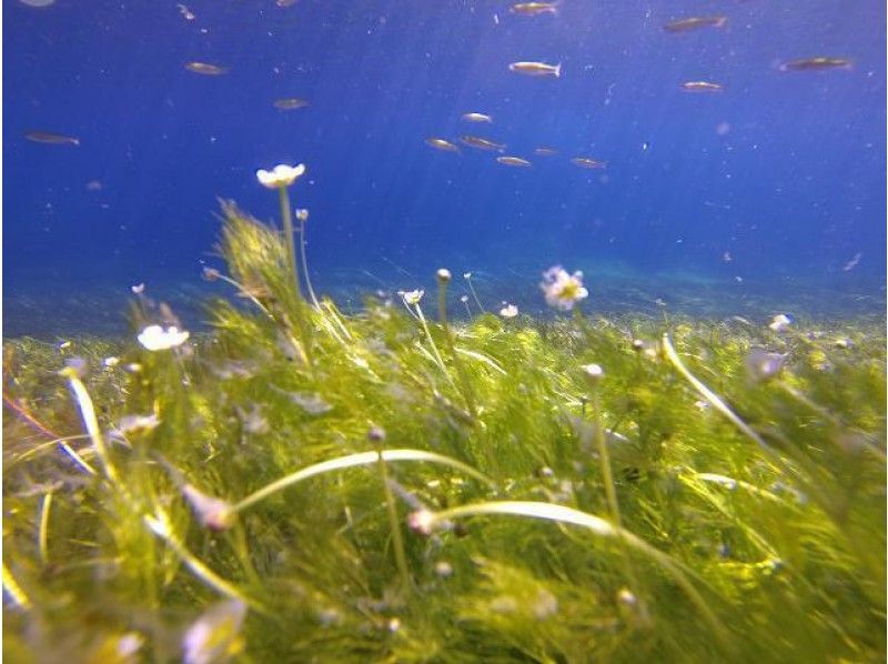 [北海道-Lake Shikotsu]期限有限！国家公园浮潜之旅の紹介画像