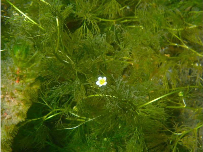 [北海道-Lake Shikotsu]期限有限！國家公園浮潛之旅の紹介画像