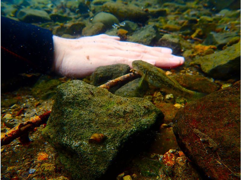 [Hokkaido Lake Shikotsu] National Park Snorkel Tour (Spring / Summer / Autumn) Participation from elementary school students OK / Tour photo giftの紹介画像