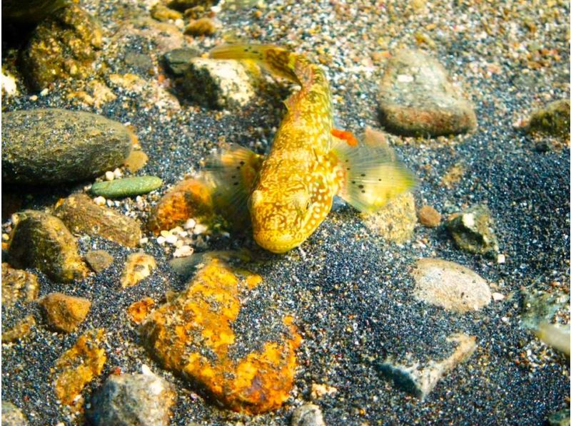 [Hokkaido Lake Shikotsu] National Park Snorkel Tour (Spring / Summer / Autumn) Participation from elementary school students OK / Tour photo giftの紹介画像