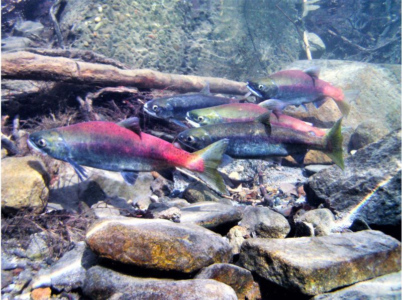 [Hokkaido Lake Shikotsu] National Park Snorkel Tour (Spring / Summer / Autumn) Participation from elementary school students OK / Tour photo giftの紹介画像