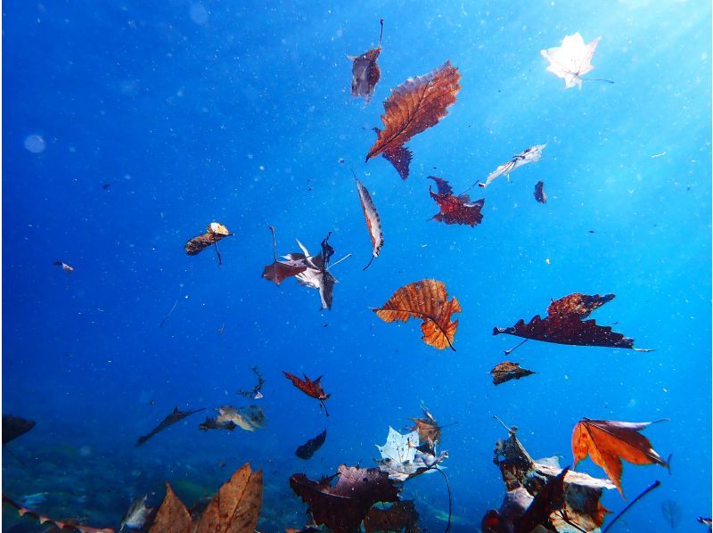 [Hokkaido Lake Shikotsu] National Park Snorkel Tour (Spring / Summer / Autumn) Participation from elementary school students OK / Tour photo giftの紹介画像