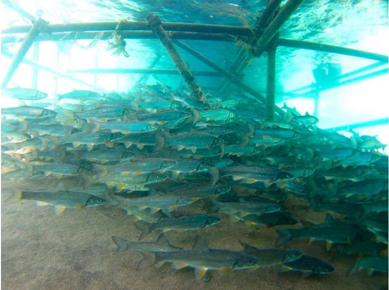 [北海道-Lake Shikotsu]期限有限！國家公園浮潛之旅の紹介画像