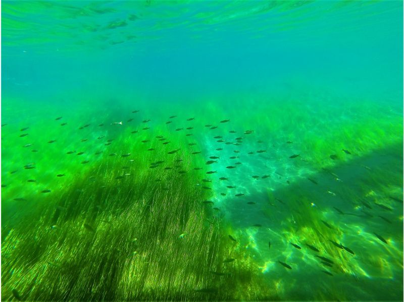 【北海道・支笏湖】国立公園支笏湖 千歳川リバーシュノーケルツアー　小学生から参加OK・ツアー写真プレゼントの紹介画像