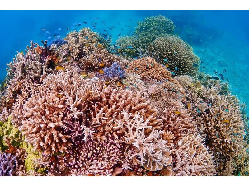 [Departing and returning from Ishigaki Island] Small group tour with peace of mind! Visit the uninhabited island, manta rays, sea turtles, and coral reefs! Snorkel in the breathtakingly beautiful ocean! (1-day course)の紹介画像