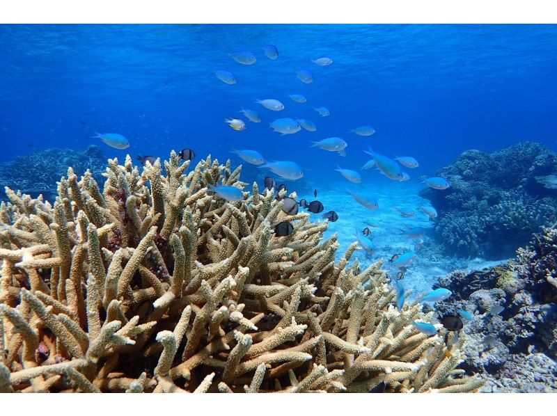 [Departing and returning from Ishigaki Island] Small group tour with peace of mind! Visit the uninhabited island, manta rays, sea turtles, and coral reefs! Snorkel in the breathtakingly beautiful ocean! (1-day course)の紹介画像