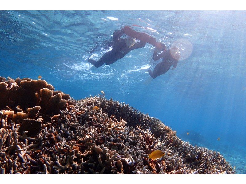 [Departure and arrival at Ishigaki Island] Safe small group system! Longed-for uninhabited island & Churaumi snorkeling! (1 day course)の紹介画像