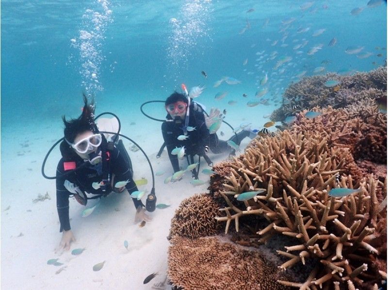 Enjoy summer early! [Departing from Ishigaki Island] Small group size for peace of mind! Experience diving on a deserted island and in the beautiful ocean! (1 day course)の紹介画像