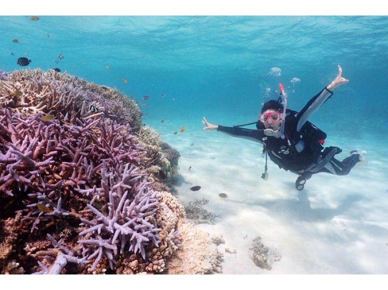 Enjoy summer early! [Departing from Ishigaki Island] Small group size for peace of mind! Experience diving on a deserted island and in the beautiful ocean! (1 day course)の紹介画像