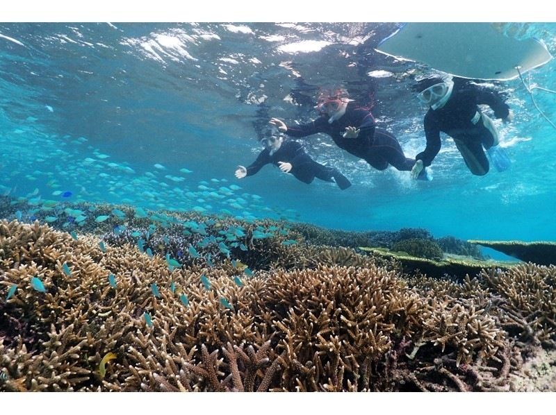 Enjoy summer early! [Departing from Ishigaki Island] Small group size for peace of mind! Experience diving on a deserted island and in the beautiful ocean! (1 day course)の紹介画像