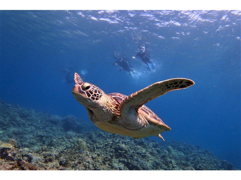 Enjoy summer early! [Departing from Ishigaki Island] Small group size for peace of mind! Experience diving on a deserted island and in the beautiful ocean! (1 day course)の紹介画像