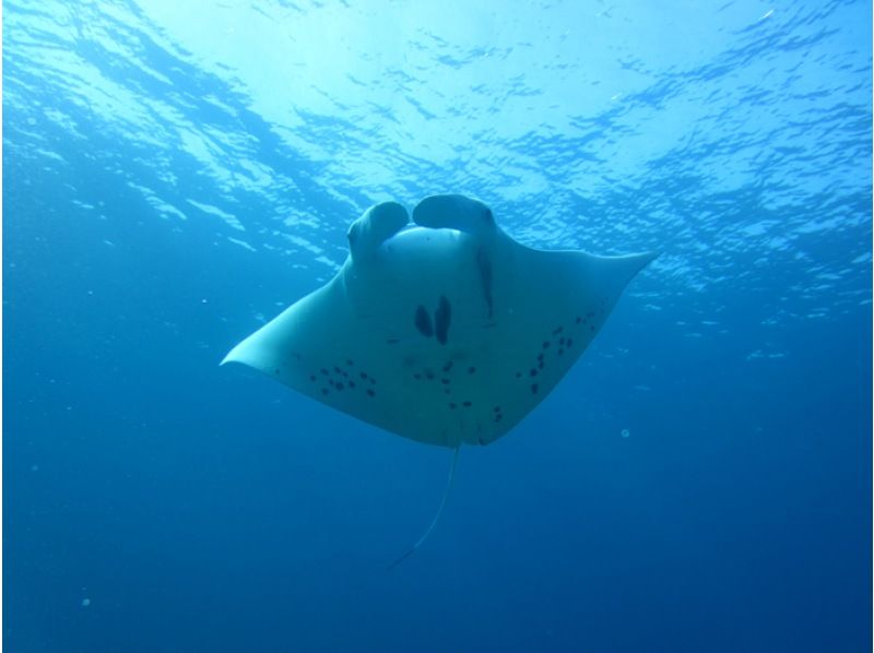 [Ishigaki island departure and arrival] Reliable small Number of participants system! Landing on the uninhabited island of longing & Churaumi FUN Diving! (1 day course)の紹介画像