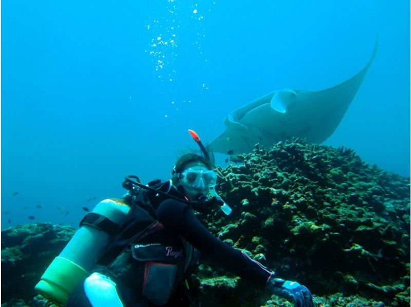 Enjoy summer early! [Departing from Ishigaki Island] Small group tour for peace of mind! Land on the uninhabited island of your dreams & enjoy diving in the beautiful ocean! (1 day course)の紹介画像