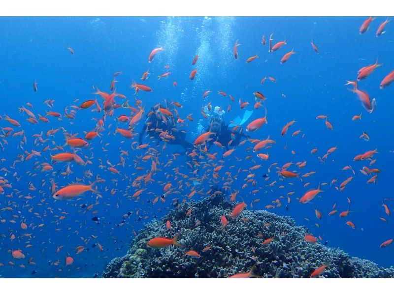 [Ishigaki island departure and arrival] Reliable small Number of participants system! Landing on the uninhabited island of longing & Churaumi FUN Diving! (1 day course)の紹介画像