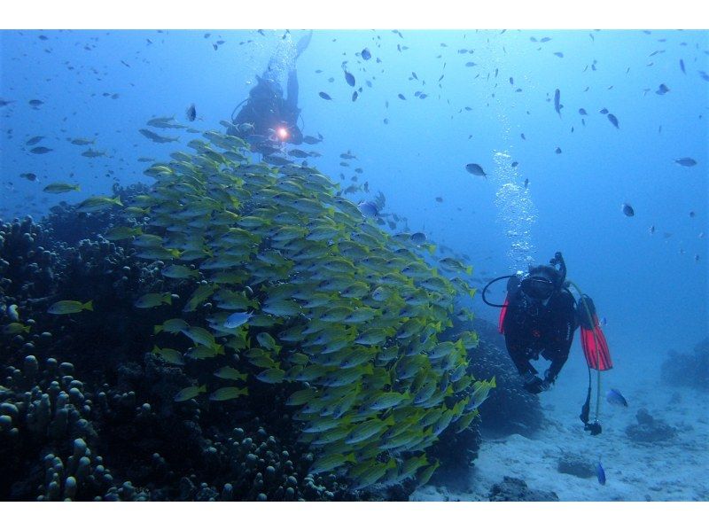 Enjoy summer early! [Departing from Ishigaki Island] Small group tour for peace of mind! Land on the uninhabited island of your dreams & enjoy diving in the beautiful ocean! (1 day course)の紹介画像