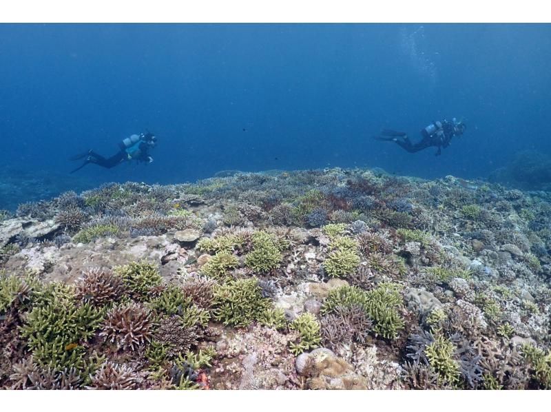 夏をいち早く楽しもう！【石垣島発着】安心の少人数制！憧れの無人島に上陸&美ら海FUNダイビング！（1日コース）の紹介画像